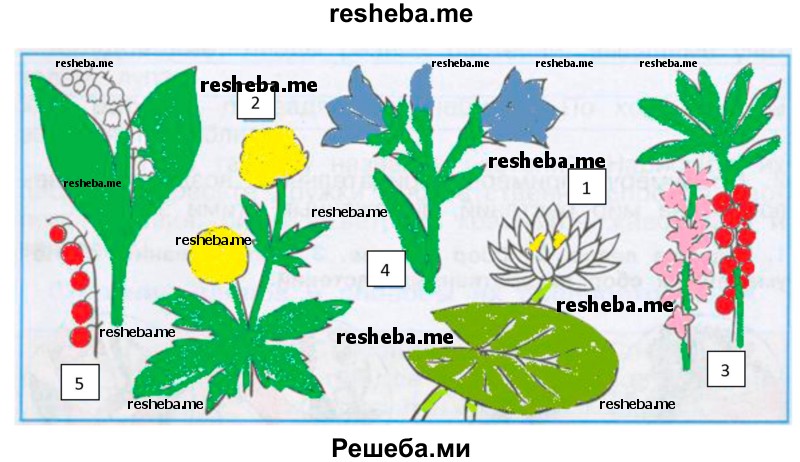 С помощью рисунков в учебнике (с. 82-83) пронумеруй и раскрась охраняемые растения