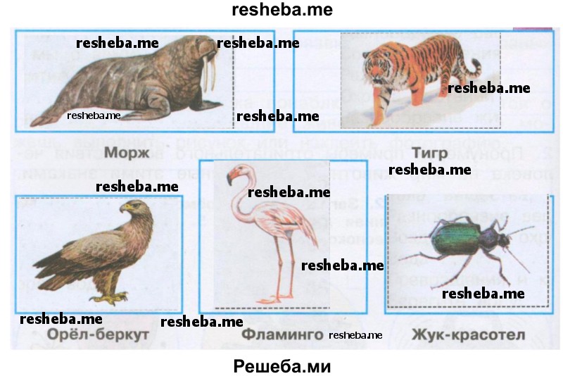 Мама Сережи и Нади интересуется, знаешь ли ты животных, внесенных в Красную книгу России. Вырежи рисунки из Приложения и расположи их в соответствующих окошках