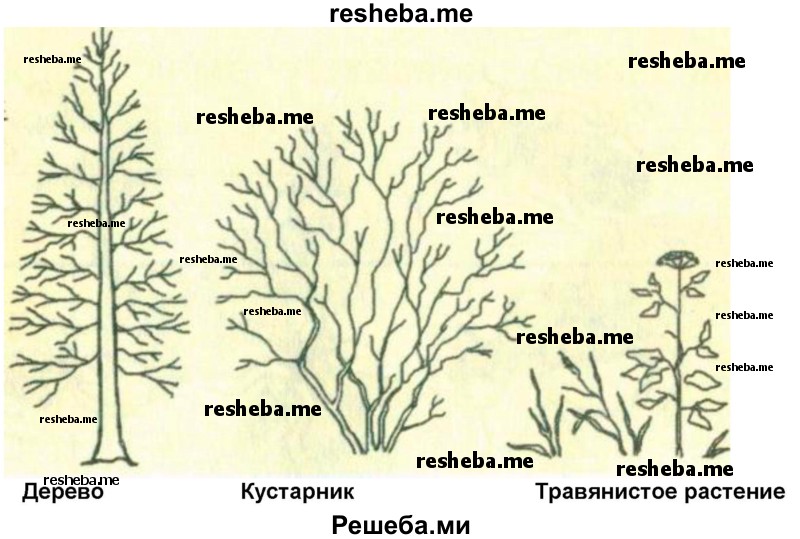 Сделай три рисунка дерево кустарник травянистое растение подпиши