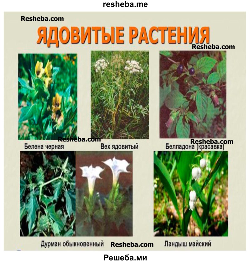 Сделайте  презентацию проекта: альбом «Лекарственные растения» с фотографиями, рисунками, и необходимой информацией и плакат «Ядовитые растения нашей местности»