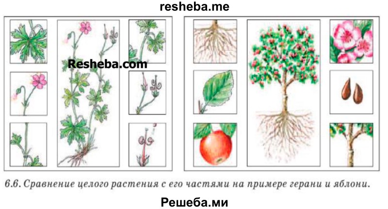 Найди на рисунке 6.6 аналогичные части у двух растений. Как называются эти части? Чем и почему они отличаются у разных растений?