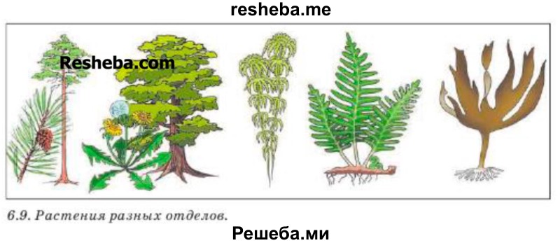 Определи, какие из изображённых на рисунке 6.9 растений входят в каждую группу: хвойные, цветковые, мхи, папоротники, бурые водоросли