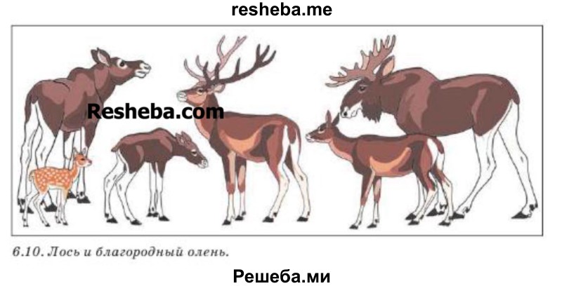 Какие из признаков будут важнее для биологов при объединении животных, изображённых на рисунке 6.10, в два вида