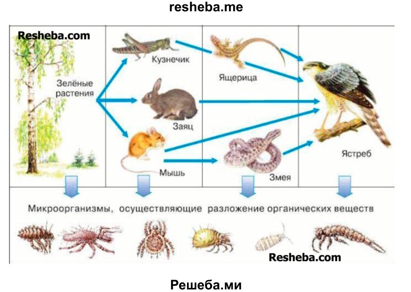Подбери организмы разных групп, покажи на примерах связи между ними