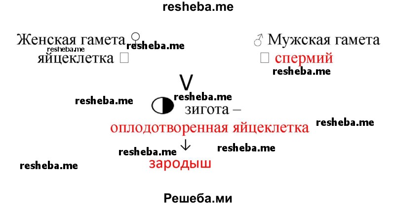 Используя текст учебника заполните пробелы в схеме избирательная система