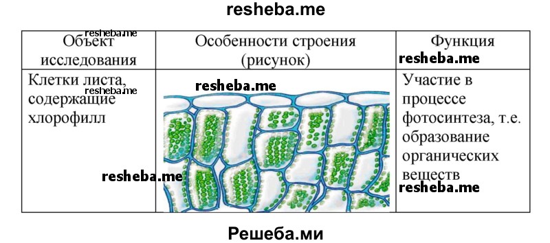 Хлорофилл содержат клетки