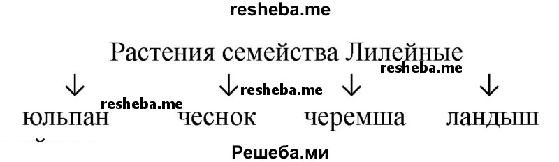 Используя рисунок 142 учебника, составьте самостоятельно схему