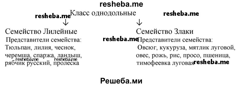 Приведите примеры растений разных семейств, имеющих общие признаки класса Однодольные. Назовите эти семейства