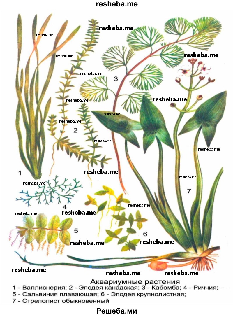 Зарисуйте аквариумные растения разной формы. Отметьте их цвет. Объясните, какую роль в жизни обитателей аквариума (как растений, так и животных) играет освещение аквариума