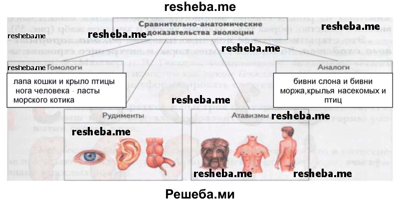 Какой эволюционный процесс и вид отбора обеспечили появление представленных на рисунке пород голубей