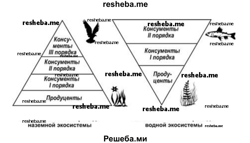 Рисунок 85 упрощенно передает структуру двух