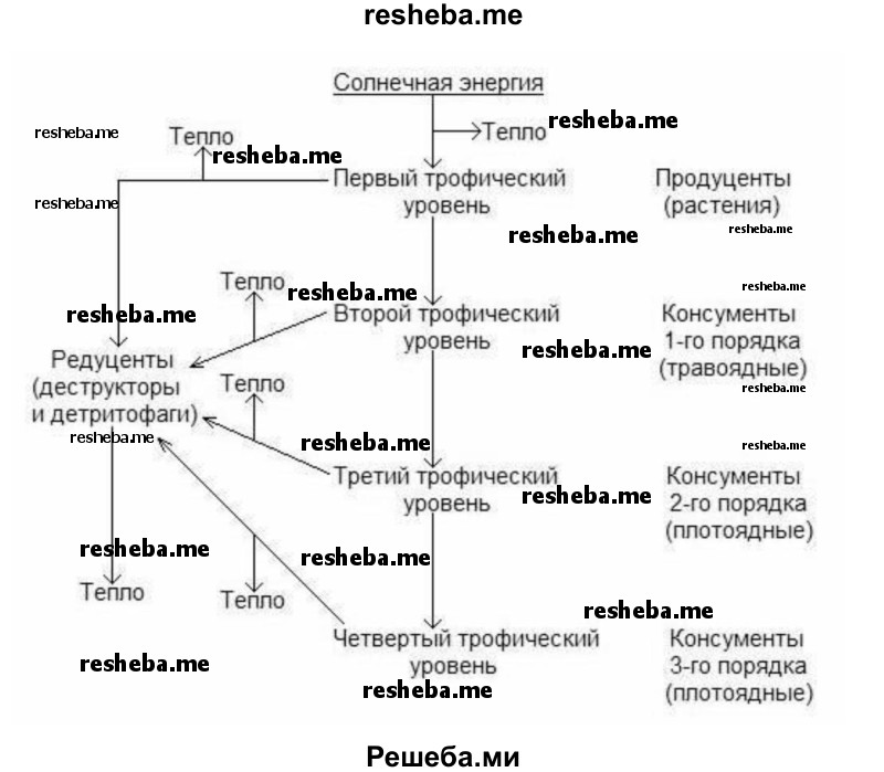 Запишите схему преобразования веществ в трофических цепях