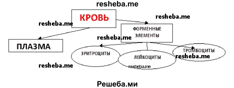 Начертите схему состава крови, используя слова: плазма, форменные элементы: эритроциты, лейкоциты, тромбоциты