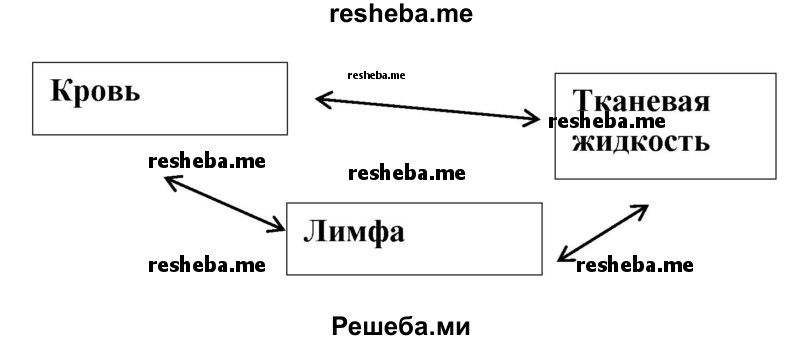 Составьте схему иллюстрирующую взаимопревращение 3 основных компонентов внутренней среды организма