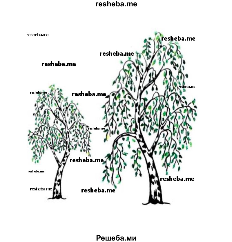 Два дерева разной высоты какое свойство живых организмов отображено thumbnail