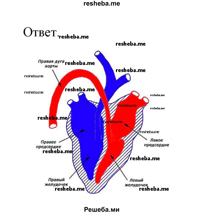 Создайте модель «Строение сердца птицы» при помощи графического редактора на компьютере или природных материалов