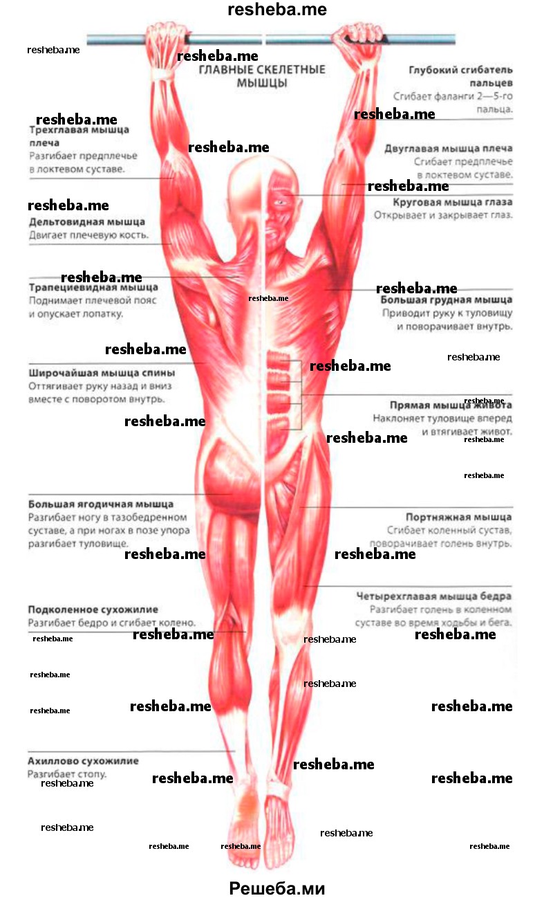 Перечислите основные группы скелетных мышц, приведите примеры, укажите функции, которые они выполняют