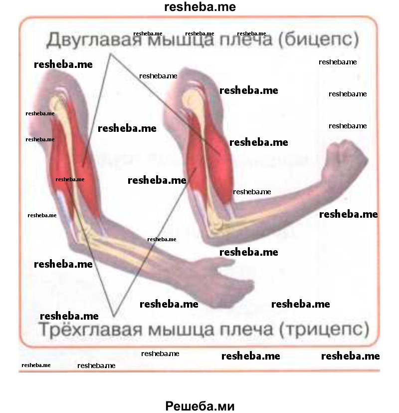 Составьте модель — схему, иллюстрирующую работу мышц, приводящих в движение локтевой сустав