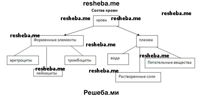 Начертите схему состава крови