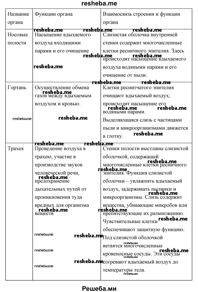 Строение органов дыхания человека. Этапы процесса дыхания