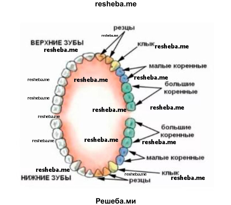 Соотнесите название зубов с их изображением на рисунке