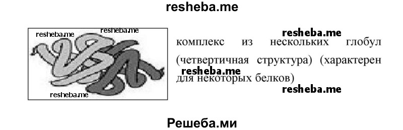 Используя рисунки в тексте параграфа выявите особенности строения и образа жизни представителей