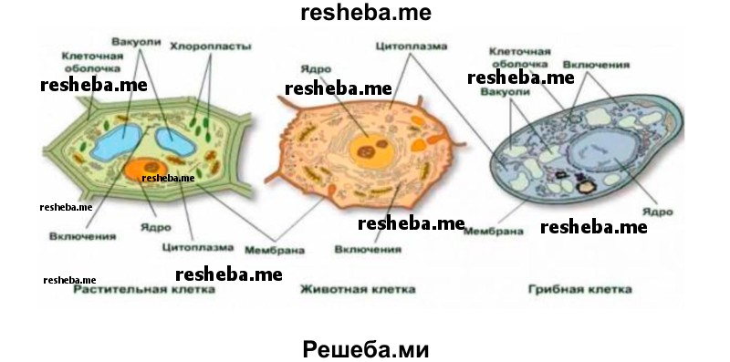 Реферат: Клеточная теория и тайны жизни