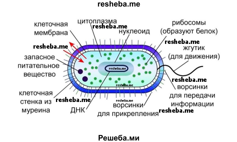 Изучение клеток бактерий