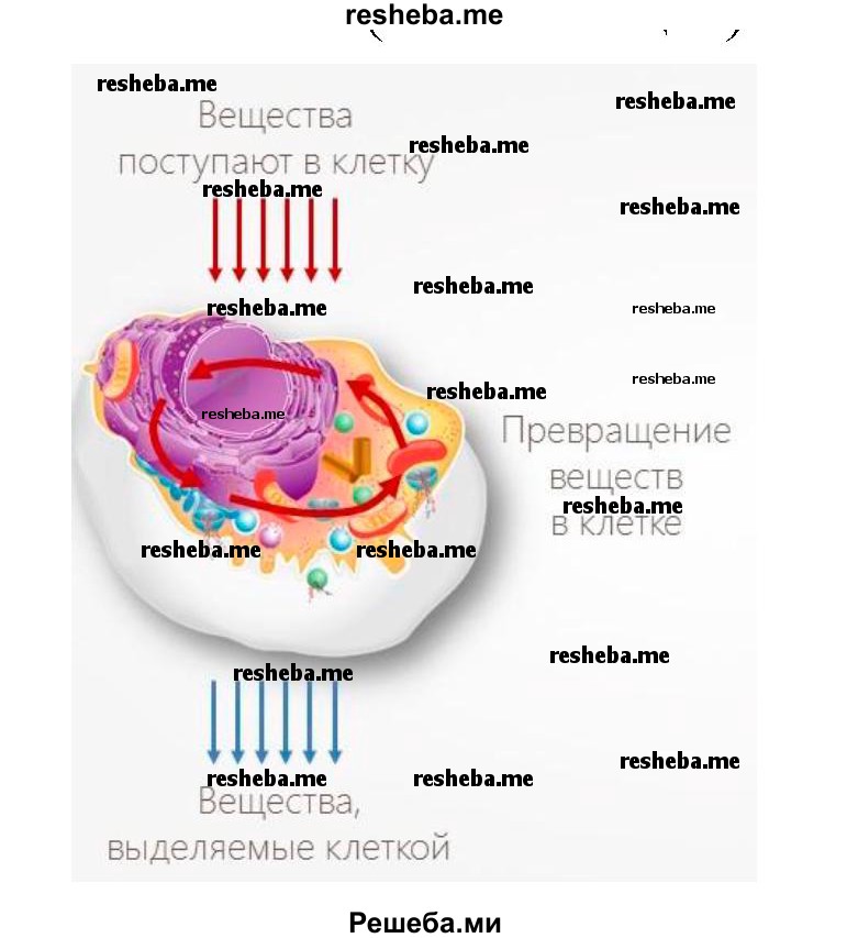 Ментальная карта