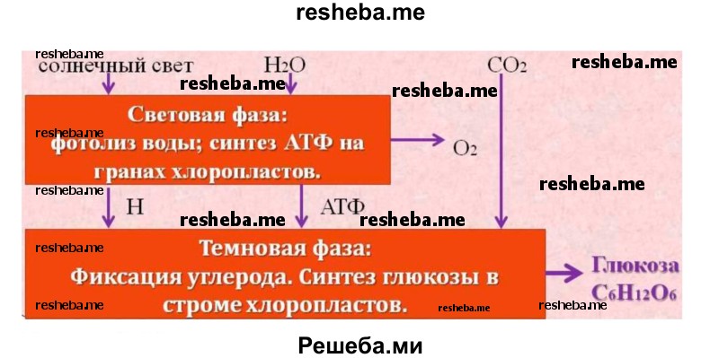 Используя ключевые слова параграфа, постройте основу схемы (ментальной карты), показывающей суть процесса фотосинтеза