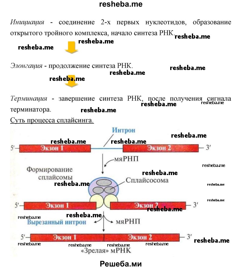 Используя ключевые слова параграфа, постройте основу схемы (ментальной карты), показывающей суть процессов транскрипции и сплайсинга