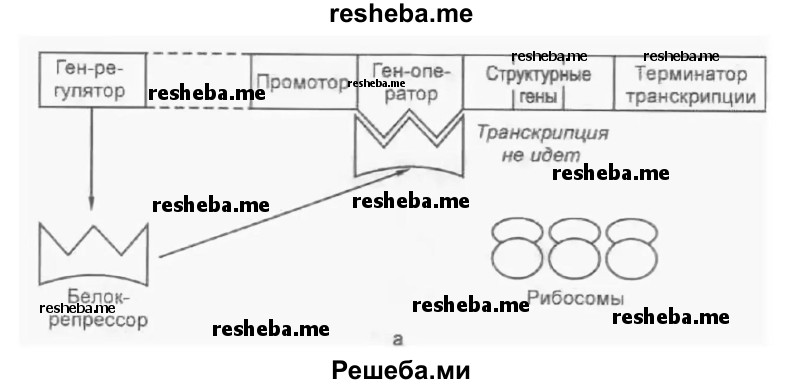 Ментальная карта суть процесса регуляции транскрипции