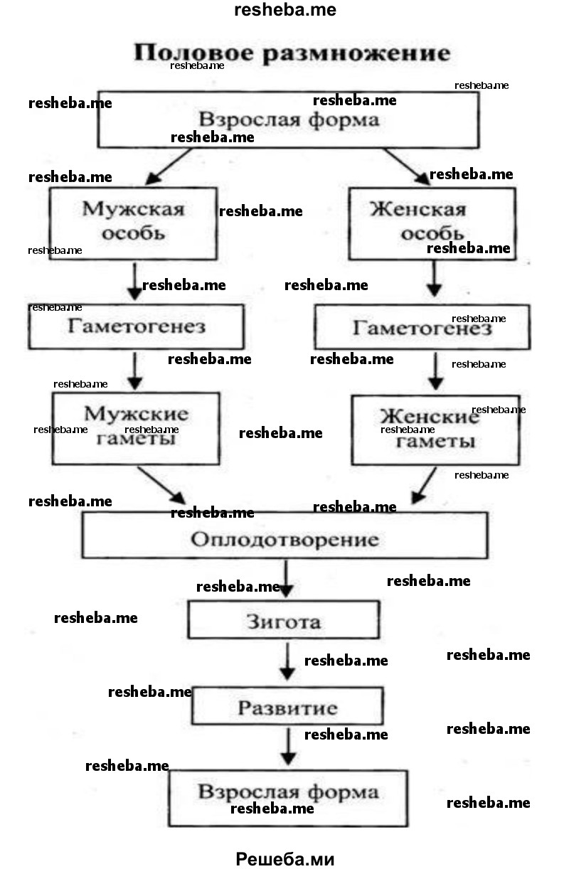 Половые клетки. Гаметогенез. Строение яйцеклетки