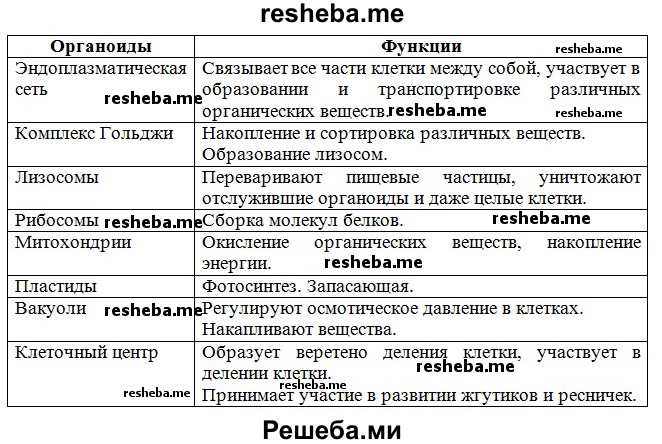 Сравнение строения растительной и животной клеток