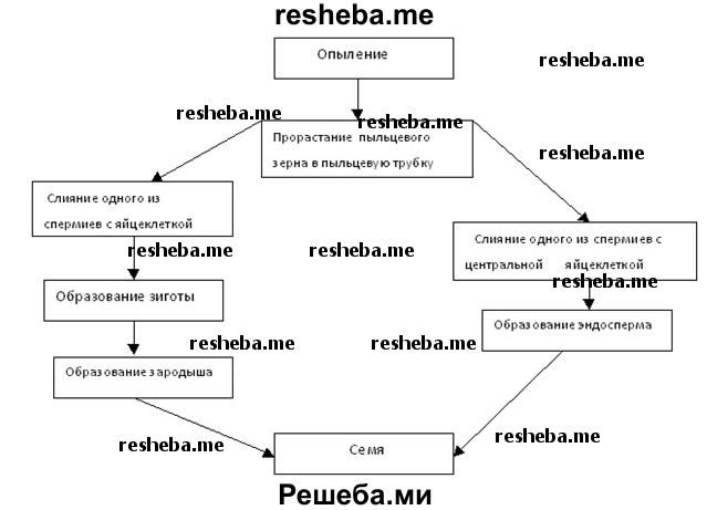 У цветковых растений в оплодотворении участвуют два спермия