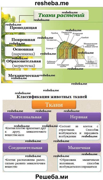 Классификация растительных тканей