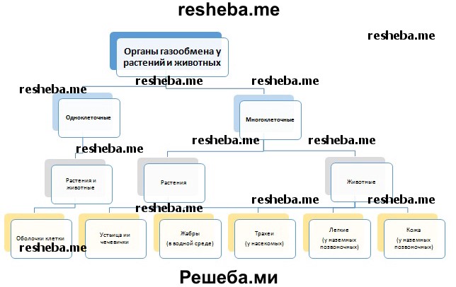 Изучив текст параграфа составьте обобщающую схему органы газообмена у растений у животных